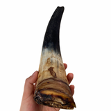 Cuerno de vaca macizo