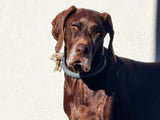 Seresto - collar antiparasitario para perros