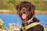 Seresto - collar antiparasitario para perros