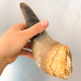 Cuerno de vaca macizo