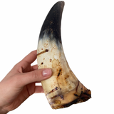Cuerno de vaca macizo