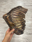 Costillar de ciervo XL