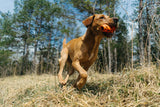 Non Stop Dog Wear - Dog throw toy