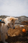 Non Stop Dog Wear - Juguete Dog Ball