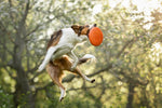 Non Stop Dog Wear - Dog Flying Disc
