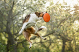 Non Stop Dog Wear - Dog Flying Disc