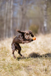 Non Stop Dog Wear - Juguete Dog Ball