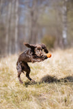 Non Stop Dog Wear - Juguete Dog Ball