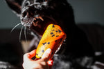 Non Stop Dog Wear - Dog throw toy
