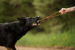 Non Stop Dog Wear - Dog ball on rope