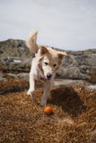 Non Stop Dog Wear - Juguete Dog Ball