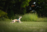 Non Stop Dog Wear - Dog Flying Disc