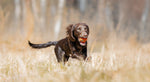 Non Stop Dog Wear - Juguete Dog Ball