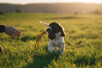 Non Stop Dog Wear - Dog ball on rope