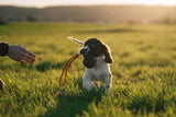 Non Stop Dog Wear - Dog ball on rope