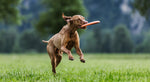 Non Stop Dog Wear - Dog Flying Disc