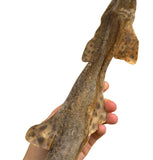 Tiburón gato entero XL