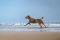 Non-stop dogwear - Chaleco refrescante