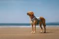 Non-stop dogwear - Chaleco refrescante