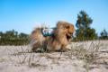 Non-stop dogwear - Chaleco refrescante