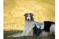 Non-stop dogwear - Chaleco refrescante