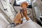 Curli - Cinturón de seguridad para coche