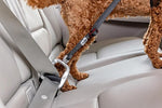 Curli - Cinturón de seguridad para coche