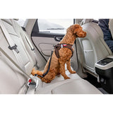 Curli - Cinturón de seguridad para coche