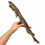 Tiburón gato entero XL