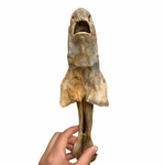 Tiburón gato entero XL