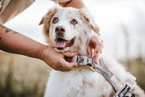 Non stop dogwear - Trekking line harness CLIP'N Sand