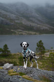 Non stop dogwear - Trekking line harness CLIP'N Ice blue