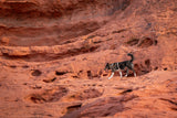 Non stop dogwear - Trekking line harness CLIP'N Sand