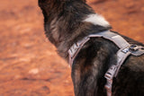 Non stop dogwear - Trekking line harness CLIP'N Sand