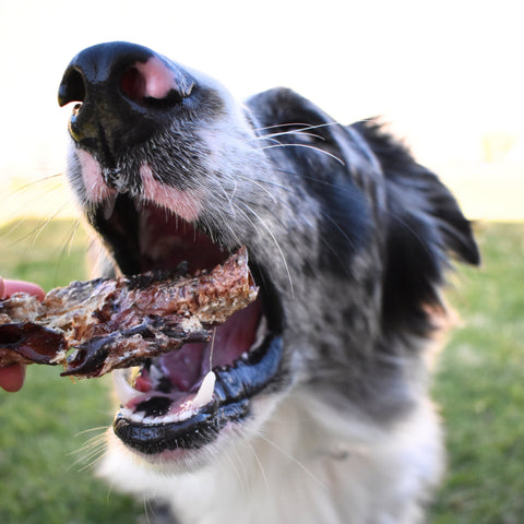 Tráqueas de canguro