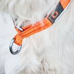 Non-stop Dogwear - Cruise collar
