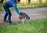 Non-stop Dogwear - Line Harness 5.0 Azul