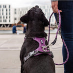 Dog Copenhagen - Arnés Comfort Walk Pro