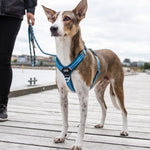 Dog Copenhagen - Arnés Comfort Walk Air V3